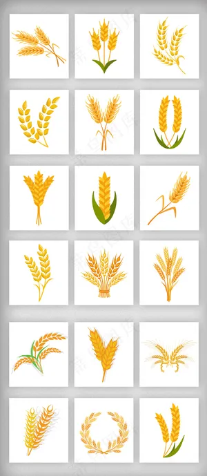 小麦稻谷小满png免扣素材