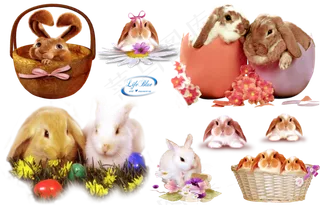 可爱兔子分层素材免扣大图