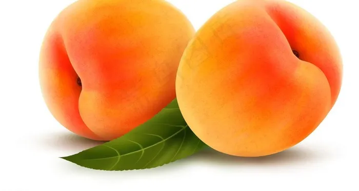 杏子图片ai矢量模版下载