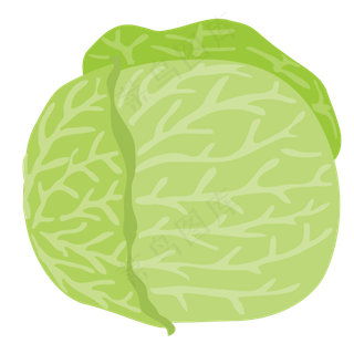 手绘大白菜png素材
