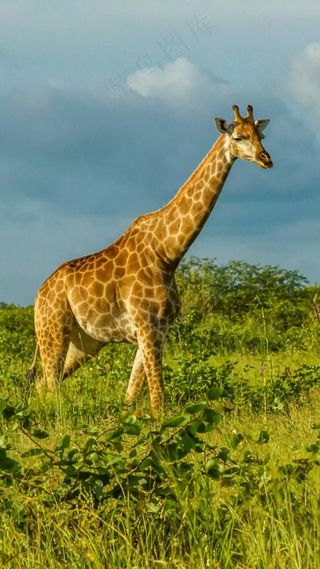 长颈鹿高清摄影图片