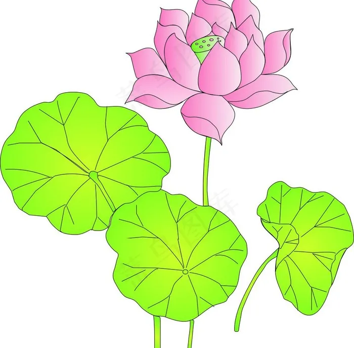 美丽的荷花图片cdr矢量模版下载