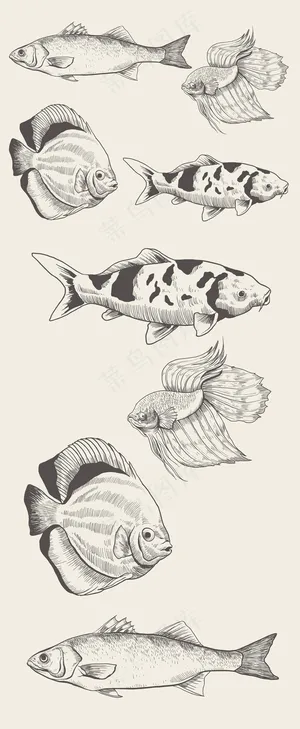 鱼类素描简笔画合集