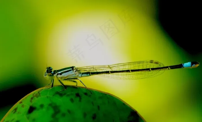 蜻蜓图片