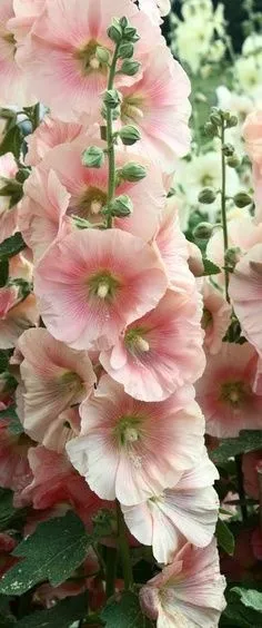 花朵