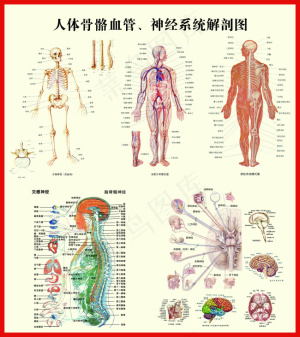 人体骨骼血管神经系统解剖挂图