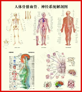 人体骨骼血管神经系统解剖挂图 人体骨骼血管神经系统解剖挂图