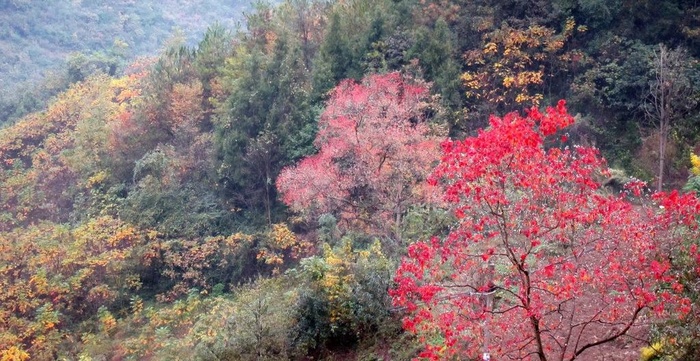 秋天风景 红色枫叶图片