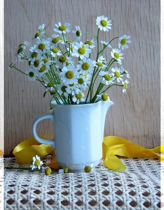 艺术花卉摄影图片