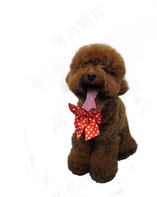 泰迪狗图片