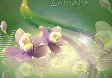 美丽荷花psd背景图片