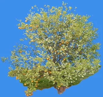 桔子-果树-灌木类——植物素材 桔子-果树-灌木类——植物素材