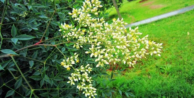 米桂花图片 米桂花图片