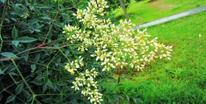 米桂花图片