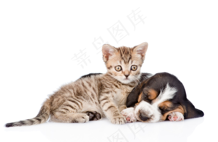 可爱的猫狗宠物