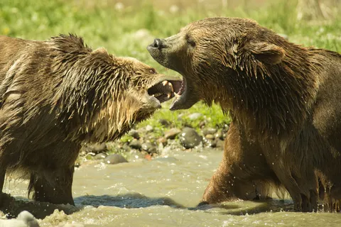 打架的棕熊图片 打架的棕熊图片