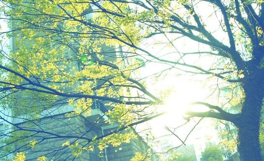 春天逆光树叶图片