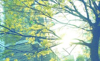 春天逆光树叶图片