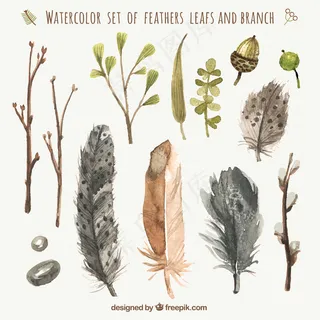 水彩画的羽毛，树叶和树枝