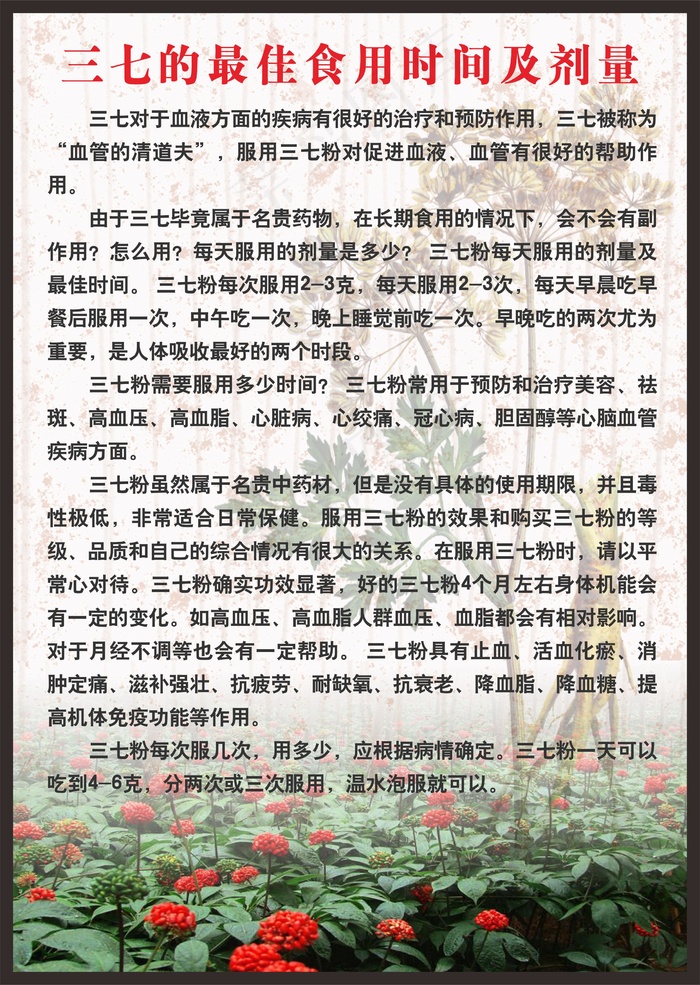 三七的最佳食用时间及剂量cdr矢量模版下载