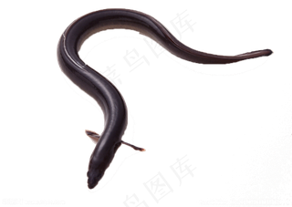 鲶鱼海鱼鲜鱼水产png图片素材