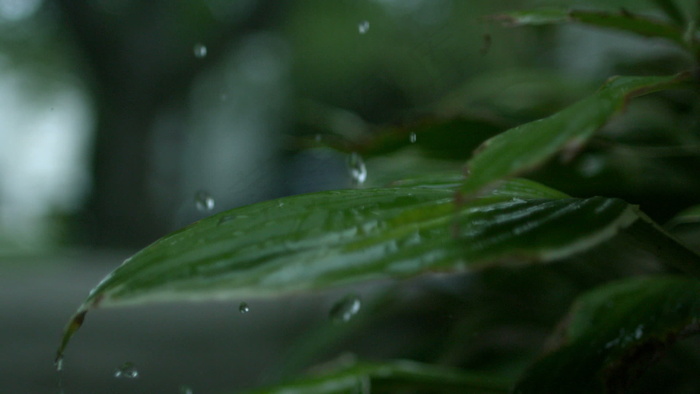 慢动作的雨，库存的录像 视频免费下...