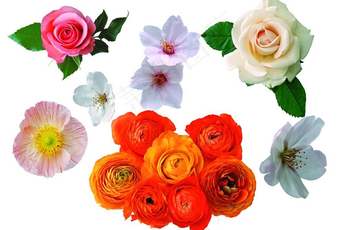 鲜花组合 月季花 玫瑰图片