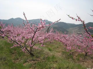 桃花图片