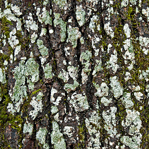 垃圾树皮的无缝纹理瓷砖