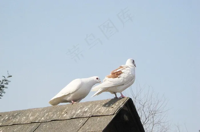 鸽子图片