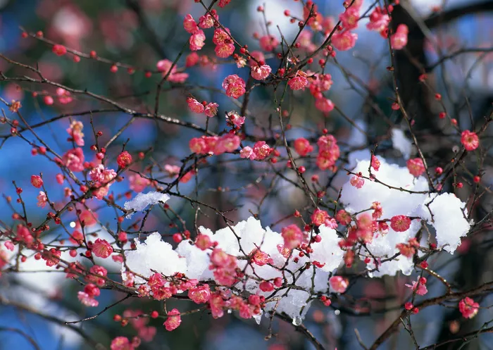 梅花图片