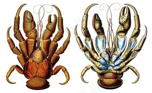 大龙虾图片