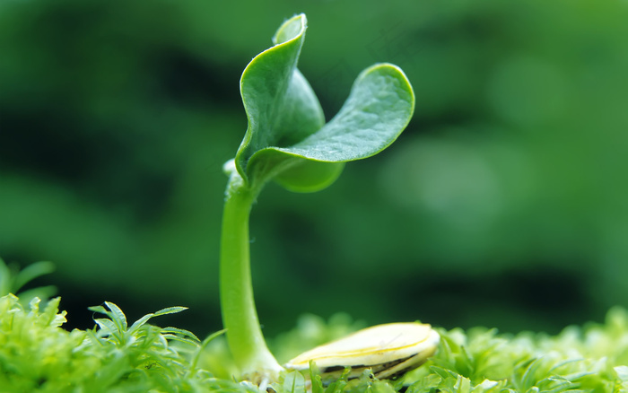 春天 生命 希望 发芽 嫩芽 绿芽