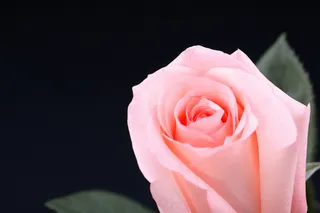 粉色玫瑰花静物设计素材