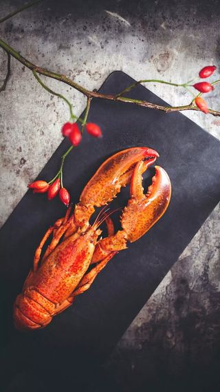 暗色调红色的大龙虾高清摄影图片