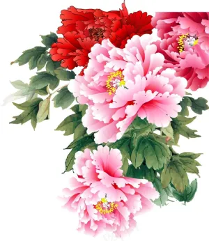矢量牡丹花