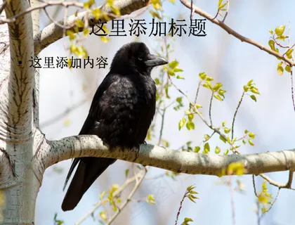 乌鸦特写高清PPT(6)