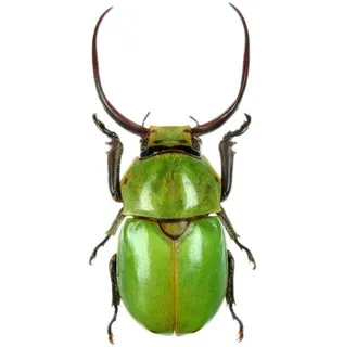 金龟甲免抠素材PSD分层