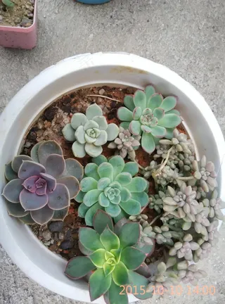 多肉盆栽图片