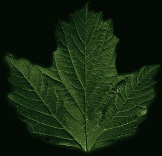 高精细盆栽植物模型022