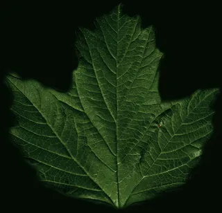 高精细盆栽植物模型022