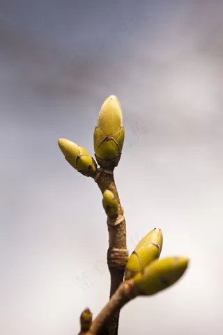 在春天的树的细节