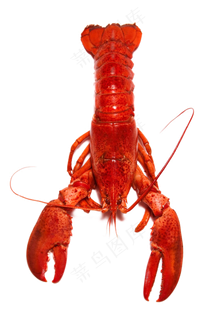 麻辣小龙虾油焖大虾龙虾免扣png素...