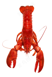 麻辣小龙虾油焖大虾龙虾免扣png素...