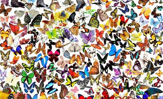 五彩缤纷的蝴蝶图片