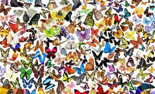 五彩缤纷的蝴蝶图片