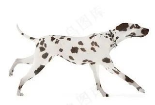 狗 小狗模型 动物图片