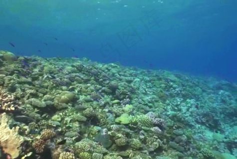 海底生物模板下载