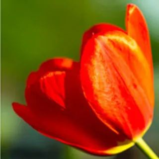 绽放神秘之花网页模板