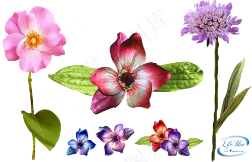 各种免扣花朵素材分层大图 各种免扣花朵素材分层大图
